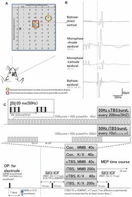 Continuous Theta-Burst Stimulation Intensity Dependently Facilitates Motor-Evoked Potentials Following Focal Electrical Stimulation of the Rat Motor Cortex